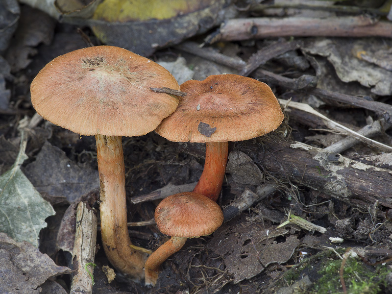 Cortinarius uliginosus